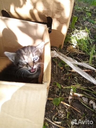 Котенок (мальчик)