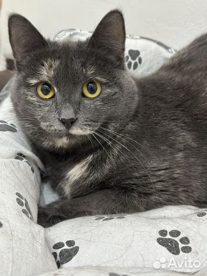 Оливка ищет семью