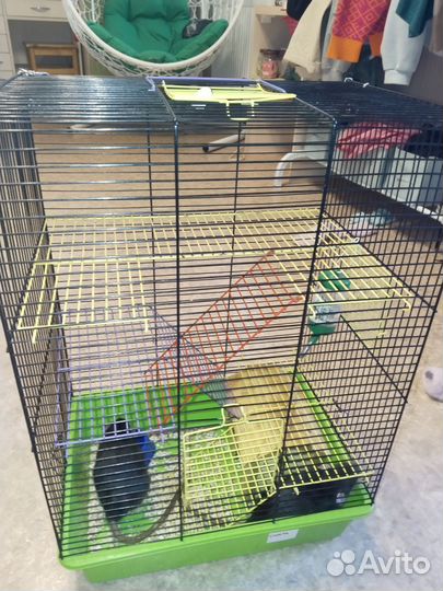 Крысы дамбо девочки