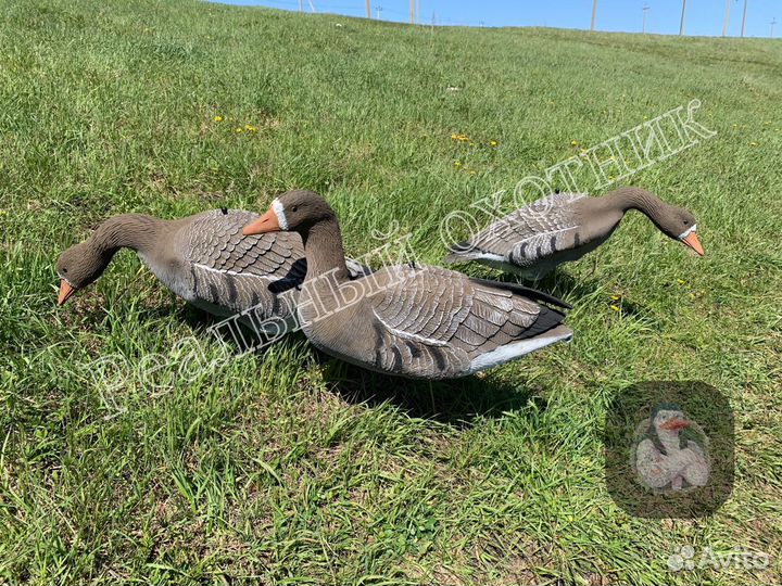 Белолобые гуси Sportplast LC 940 PRO (Новые)