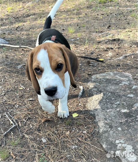 Щенок Бигль мальчик