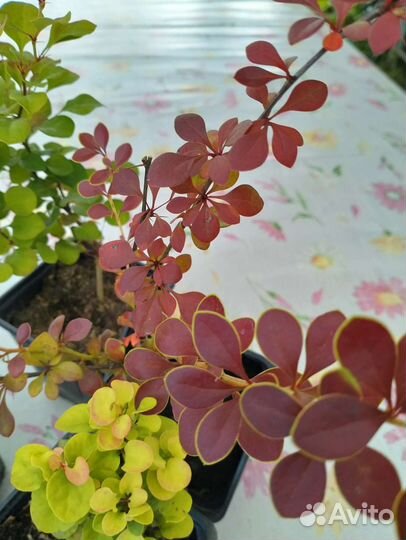 Саженцы барбариса красный, жёлтый, бордо, зеленый