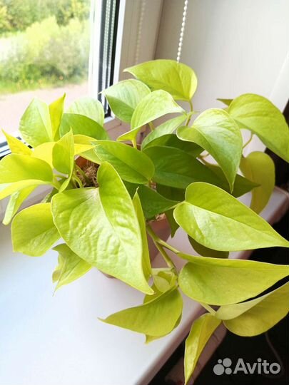 Эпипремнум неон