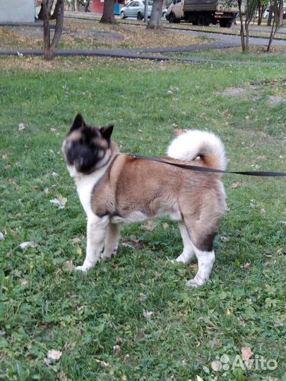 Американская акита вязка