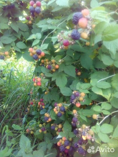 Саженцы ежемалины на весну