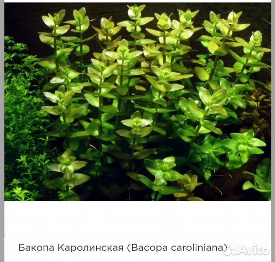 Аквариумные растения прополка