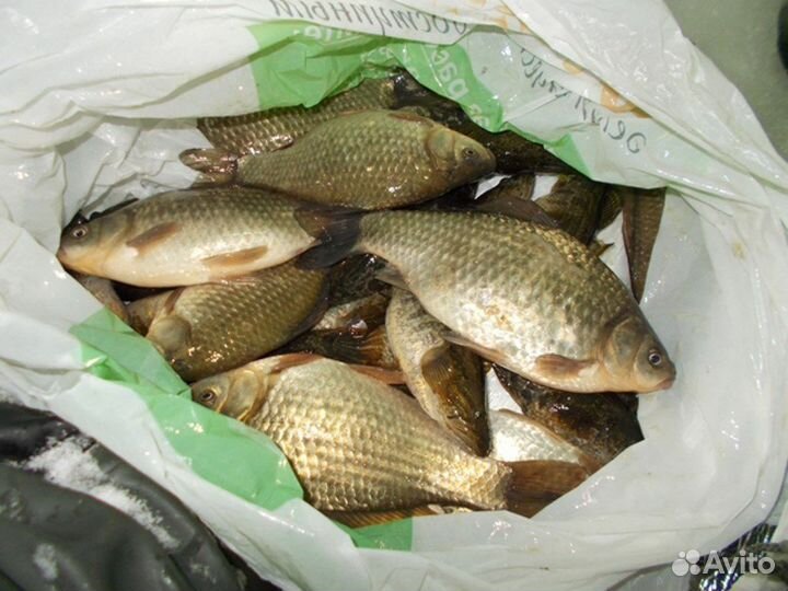 Рыба речная