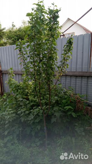 Саженцы яблони,сливы, вишни, крыжовник