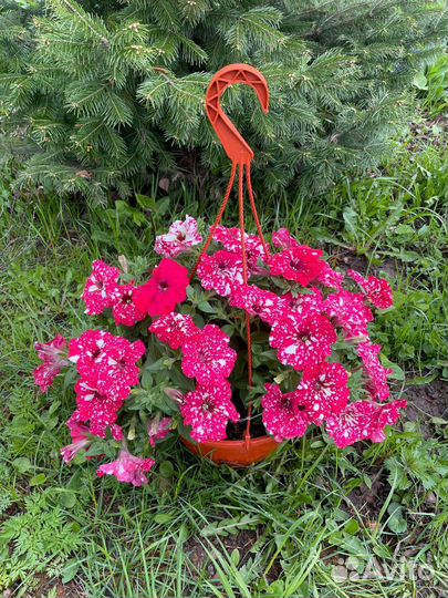 Кашпо и композиции ампельных цветов