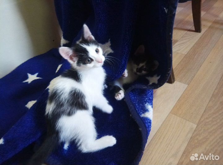 Котята ищут дом