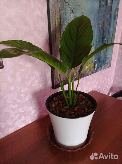 Спатифиллум