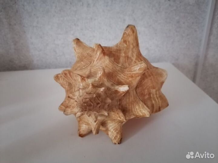 Ракушка морская большая