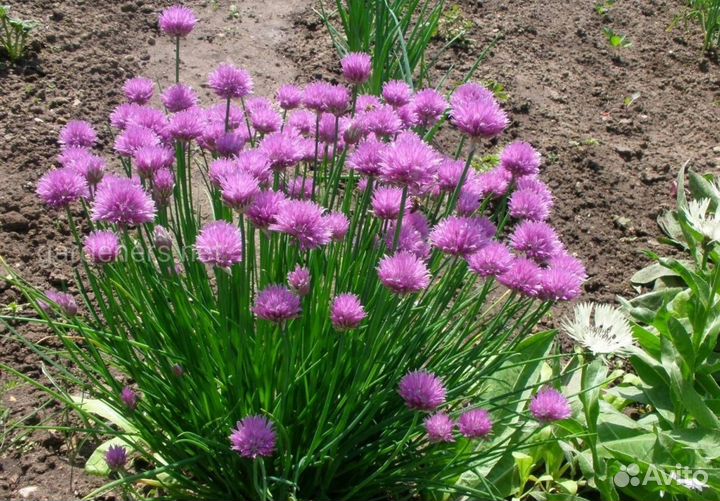 Многолетний лук