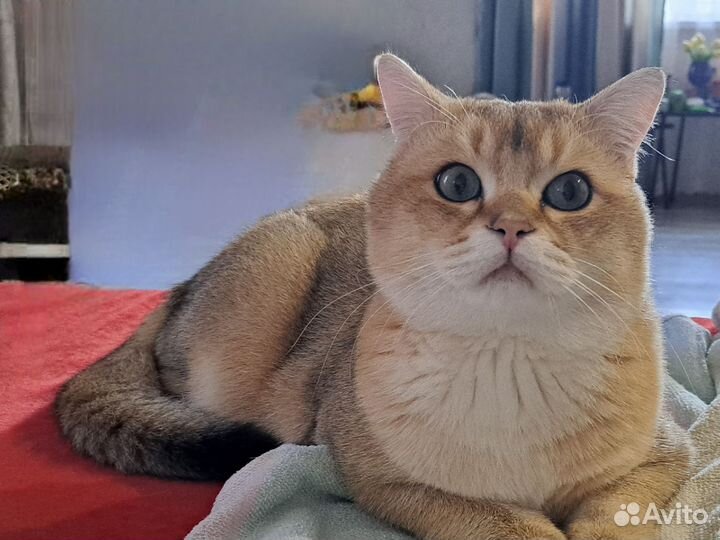 Кот для вязки