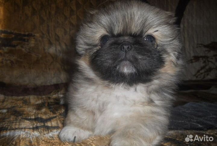 Щенки пекинеса