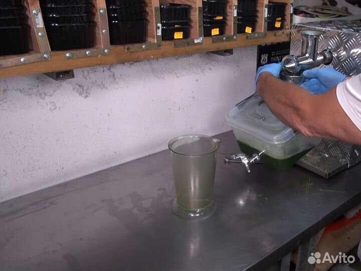 Мощная соковыжималка для производства Витграсс