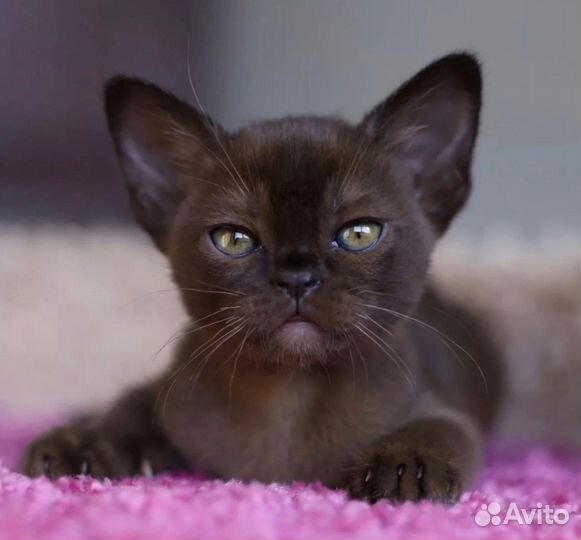 Бурманская