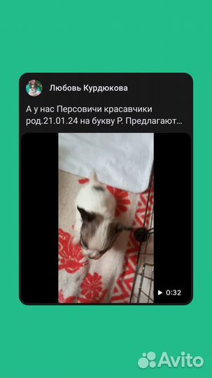 Щенки папийона