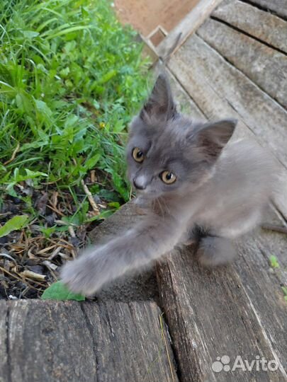 Котята в дар