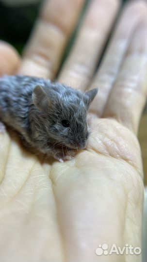 Сатиновые мышки малыши