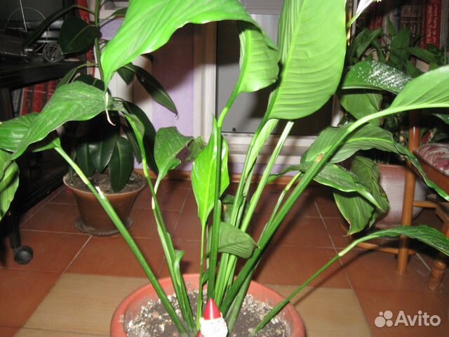 Женский цветок