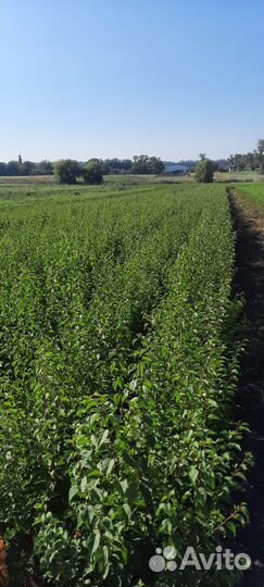 Сеянцы Магалепка Алыча Жердель (абрикос )