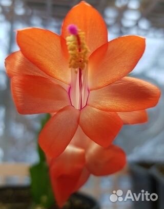 Укорененные отростки Шлюмбергера (декабристы)