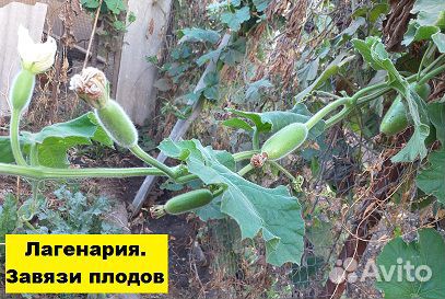 Семена овощей лекарственных плодовых растений