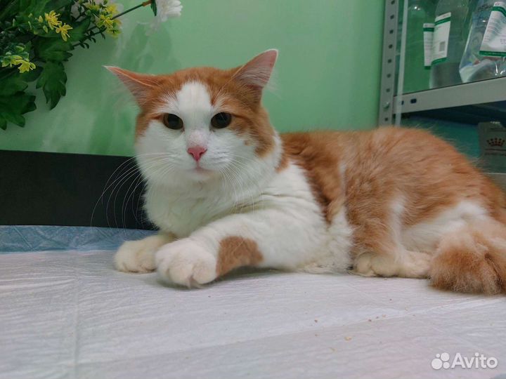 Кот в добрые руки
