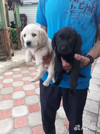Щенки лабрадора