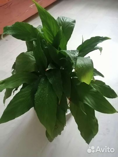 Спатифиллум (женское счастье)