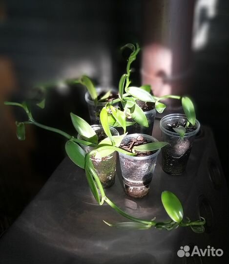 Орхидея Ванилла (Ванильная, Ваниль)