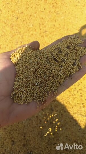 Просо желтое