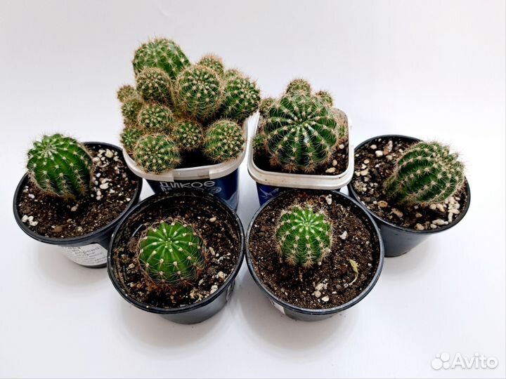 Кактус эхинопсис