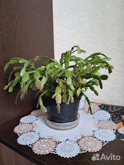 Декабрист сортовой