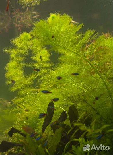 Аквариумные растения (прополка)