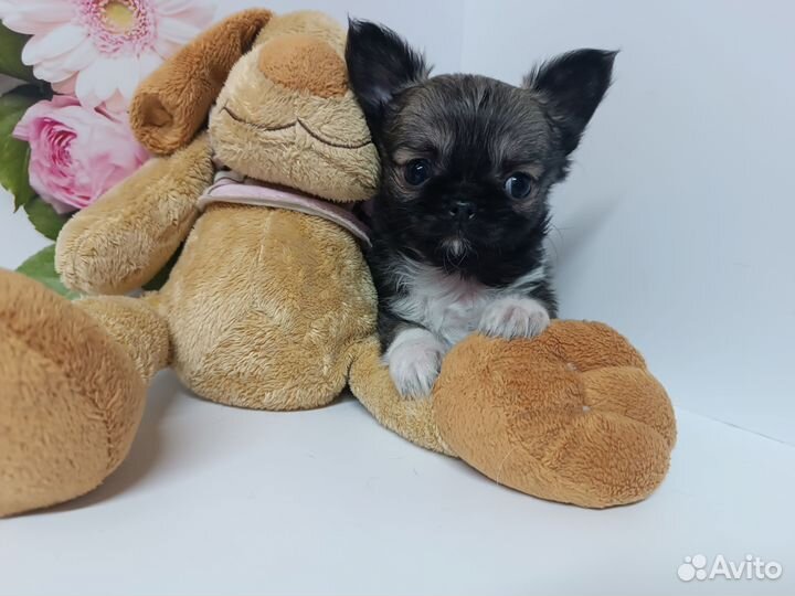 Продана.Мини Боня