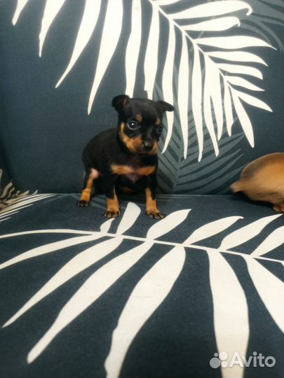 Той-терьер щенки