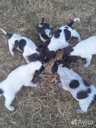 Щенки заботливым хозяивам