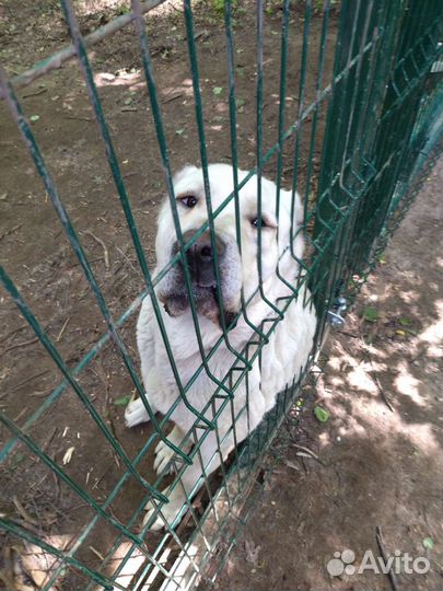 Дрессировка и воспитание собак