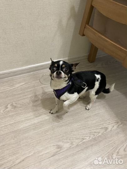 Собака чихуахуа