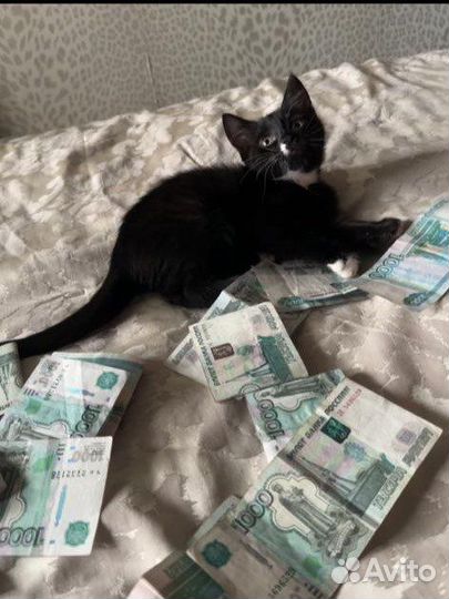 Котёнок бобриха