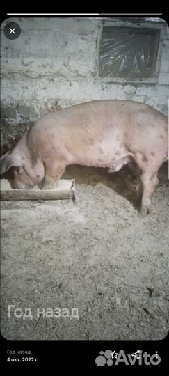 Мясо свинина домашняя