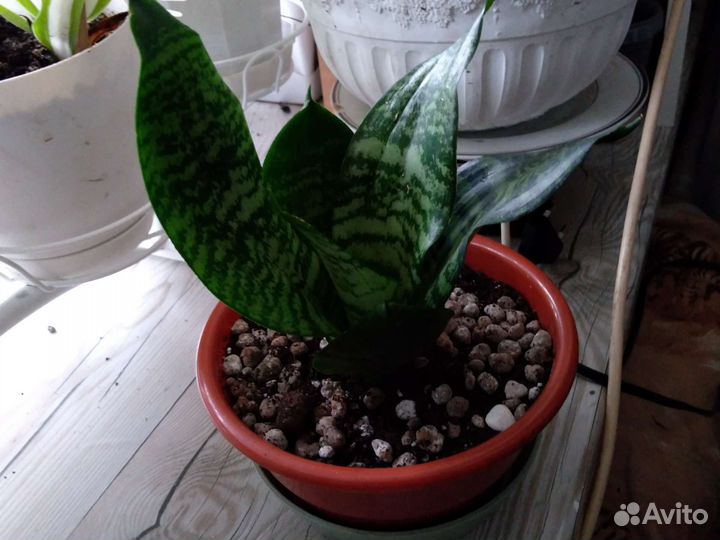 Комнатные растения ;Авокадо,лимон,дуб