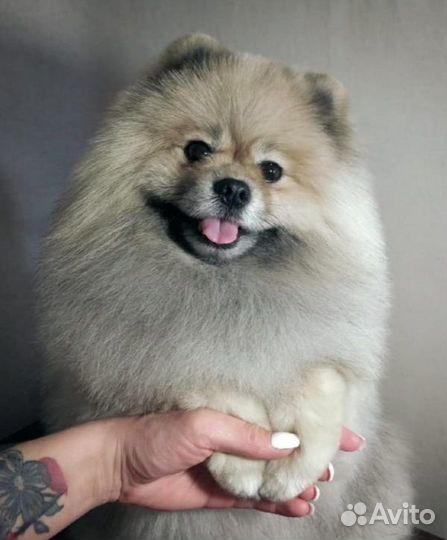 Собака-вязка