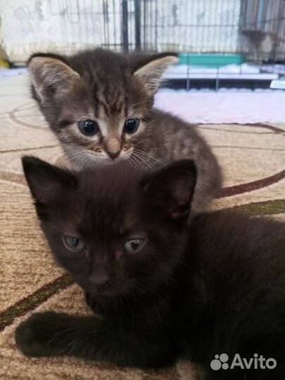 Девочки котятки