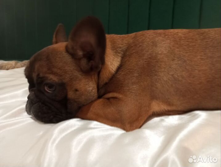 Французский бульдог