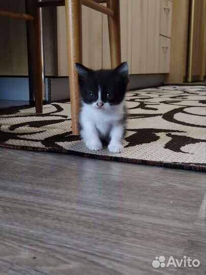 Котёнок