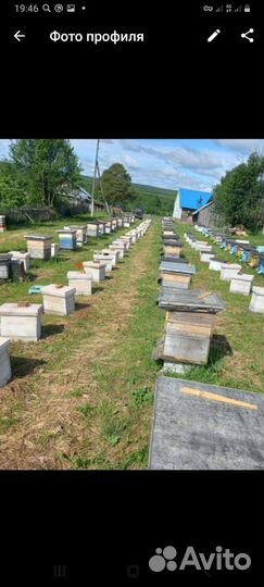 Матки плодные