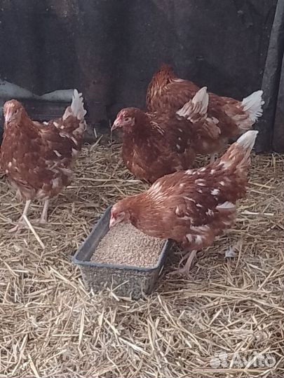 Курочки молодки